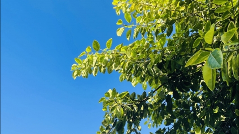 8月1日北京上海天气 北京今明有雨上海天气晴热